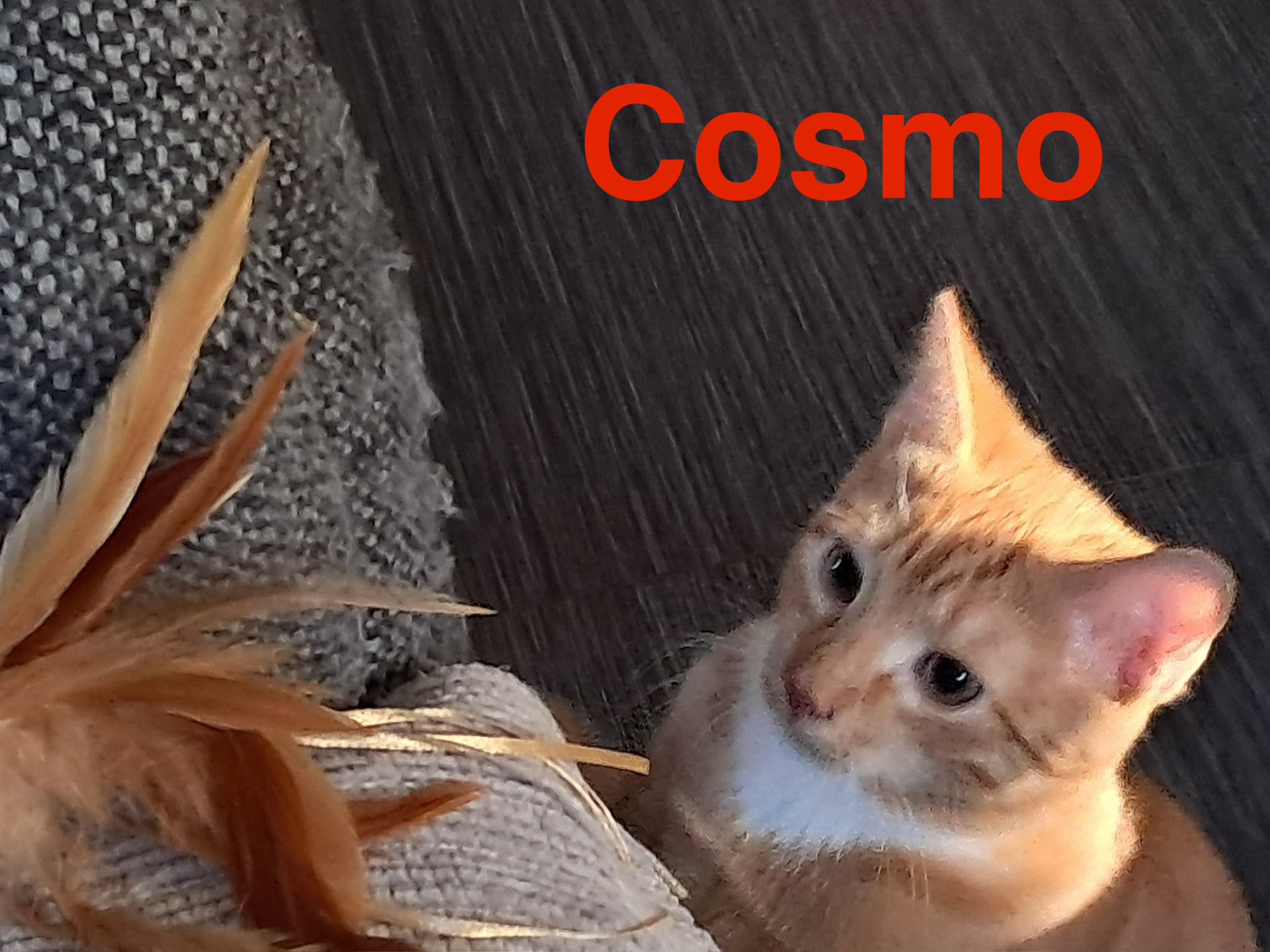 Cosmo, Vermittlungskater bei Katzenhilfe Radolfzell