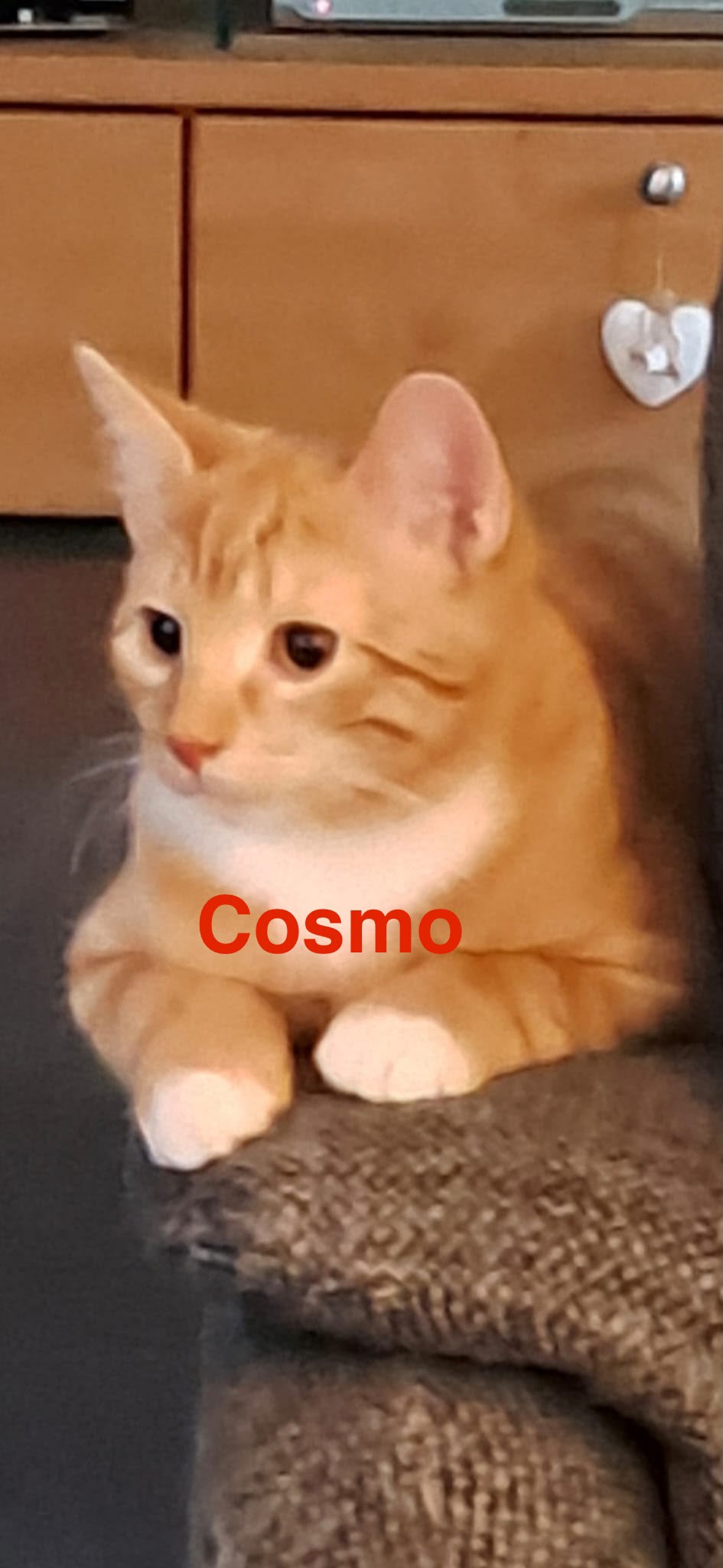 Cosmo, Vermittlungskater bei Katzenhilfe Radolfzell