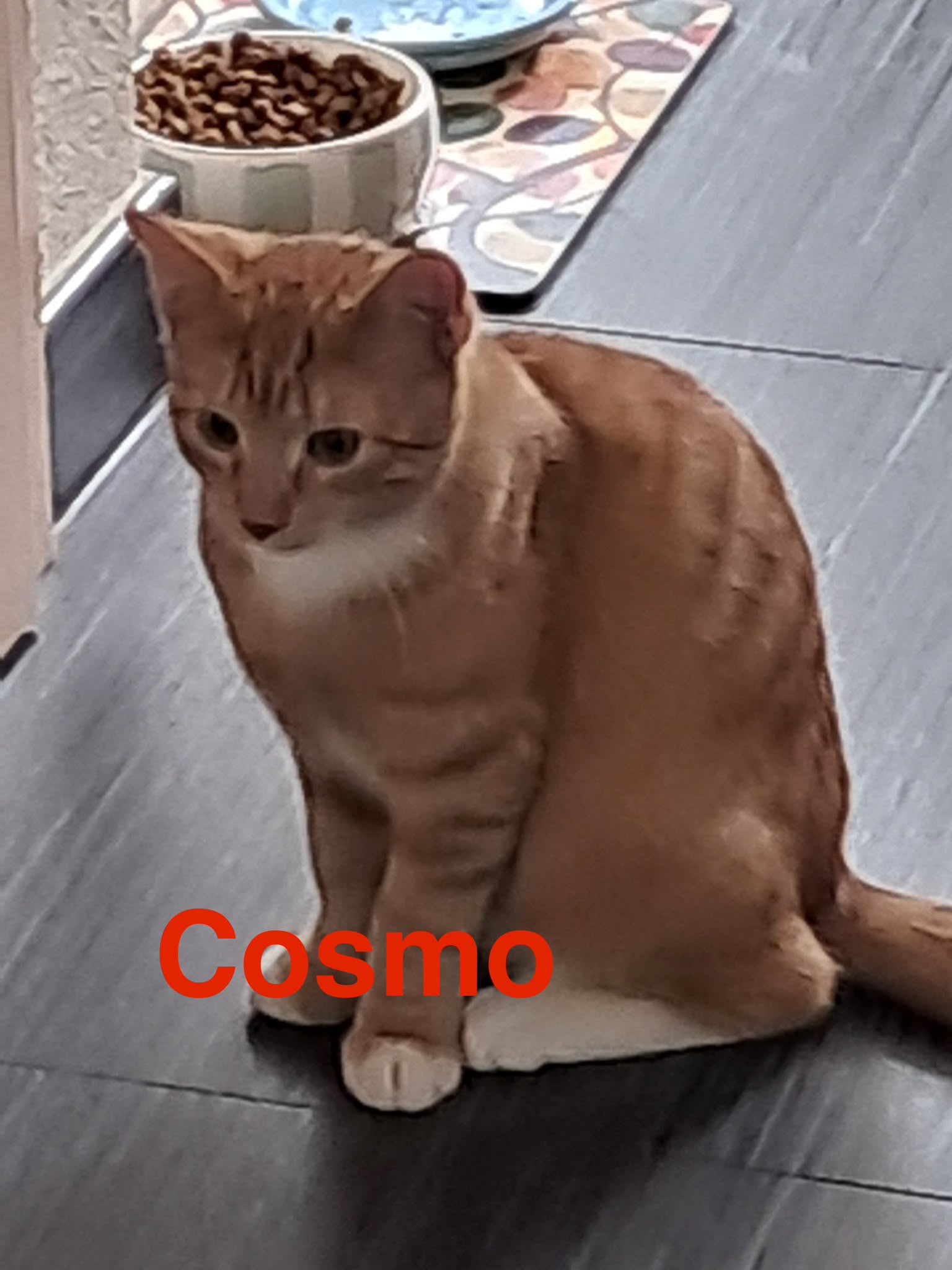 Cosmo, Vermittlungskater bei Katzenhilfe Radolfzell