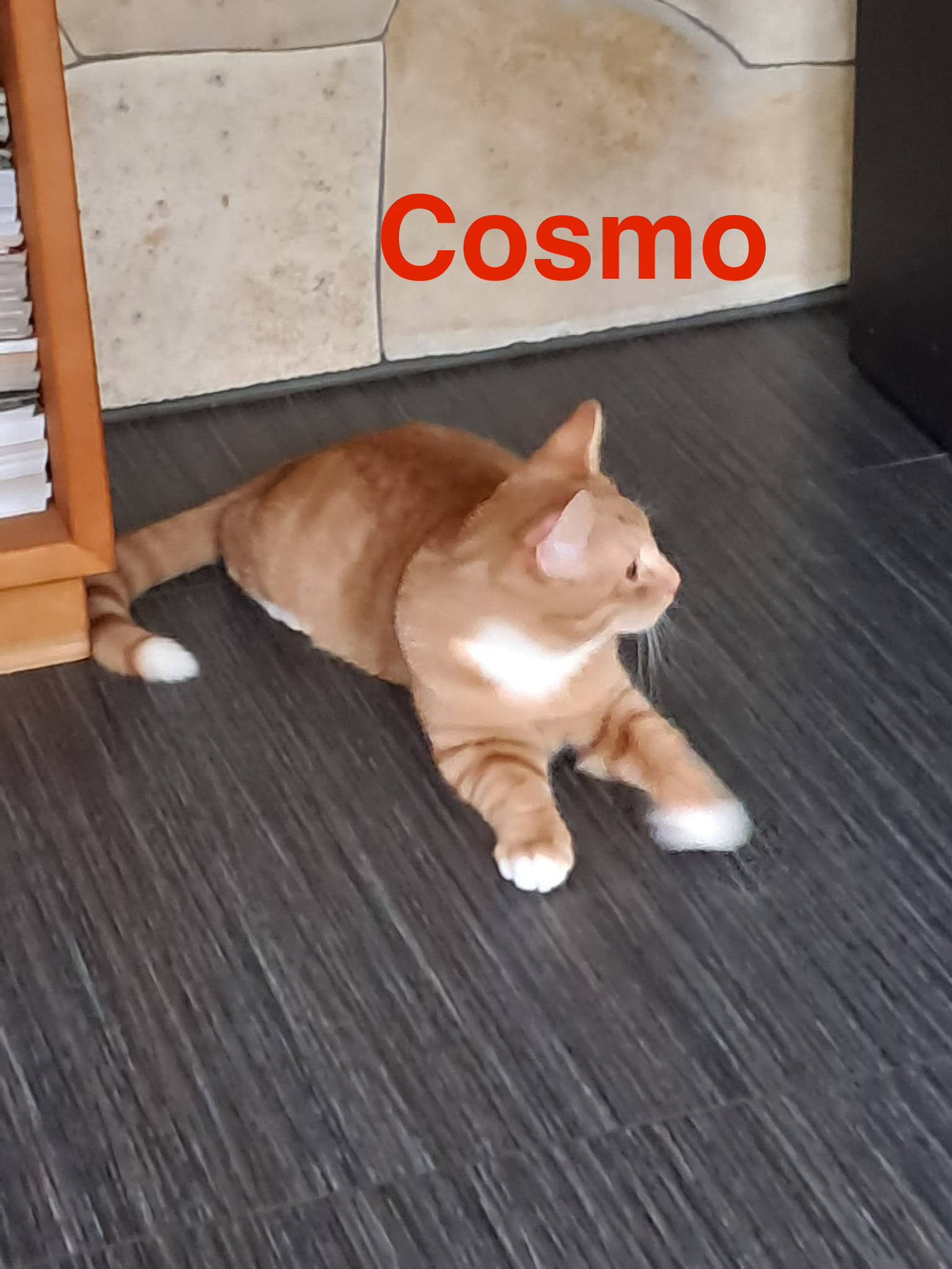 Cosmo, Vermittlungskater bei Katzenhilfe Radolfzell