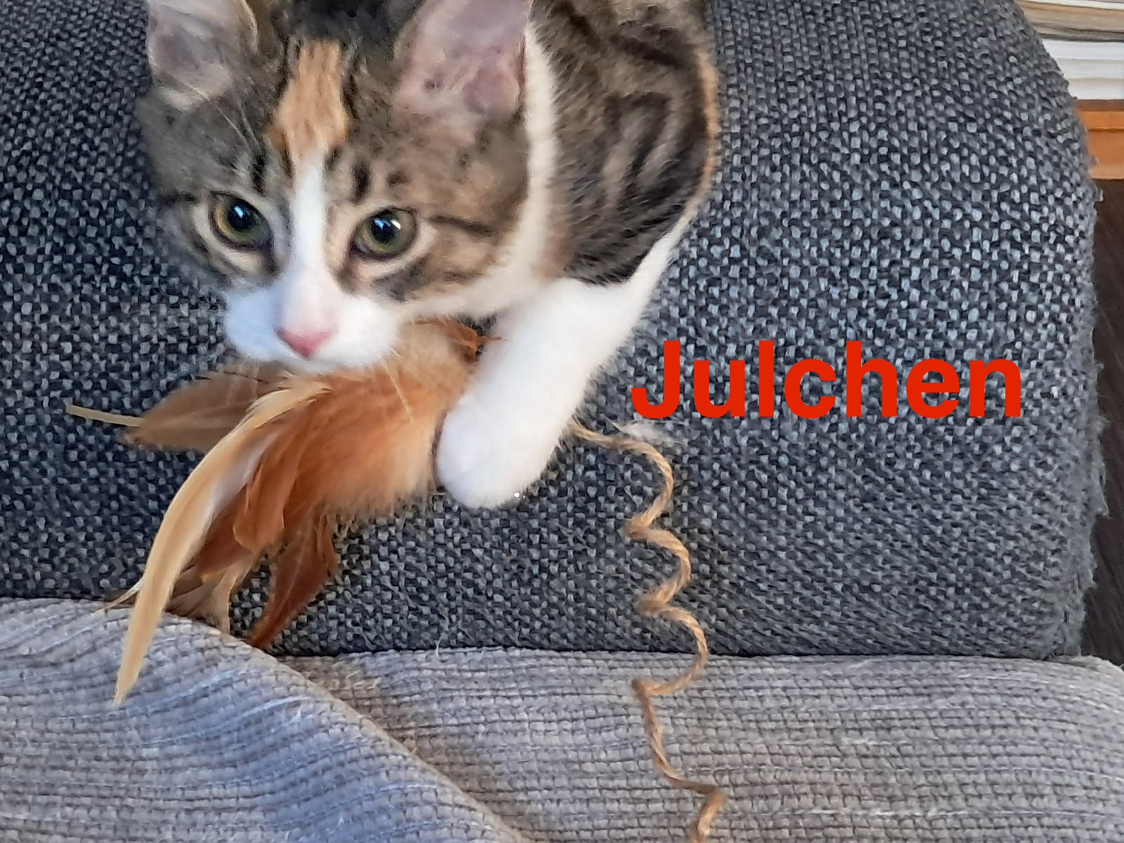 Julchen, Vermittlungskätzin bei Katzenhilfe Radolfzell