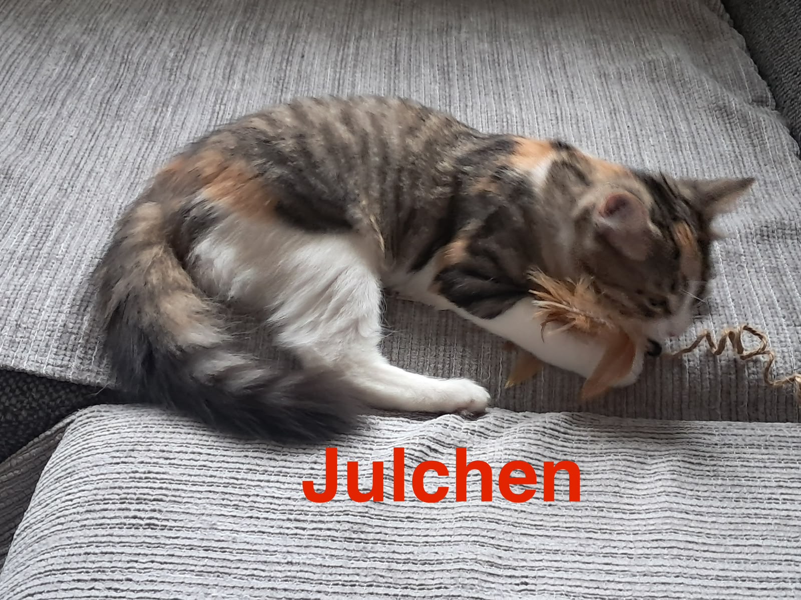 Julchen, Vermittlungskätzin bei Katzenhilfe Radolfzell