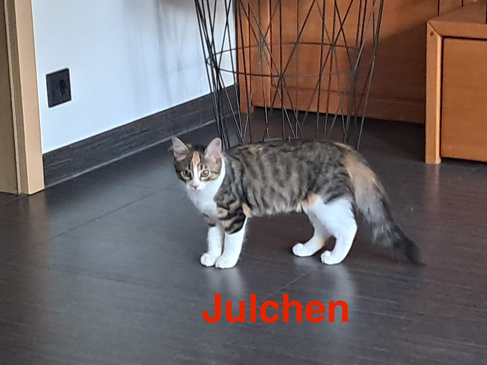 Julchen, Vermittlungskätzin bei Katzenhilfe Radolfzell