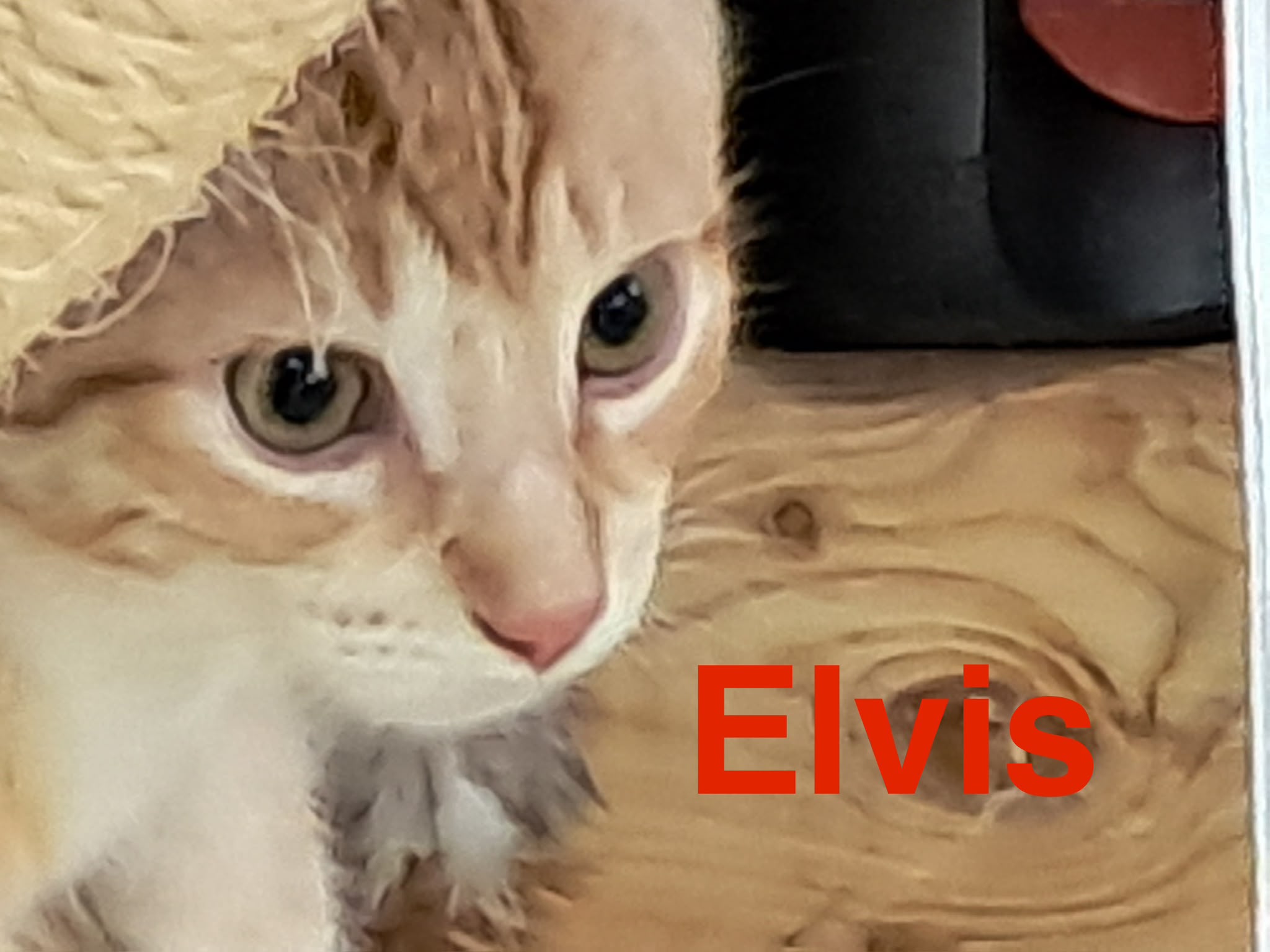 Elvis, Vermittlungskater bei Katzenhilfe Radolfzell