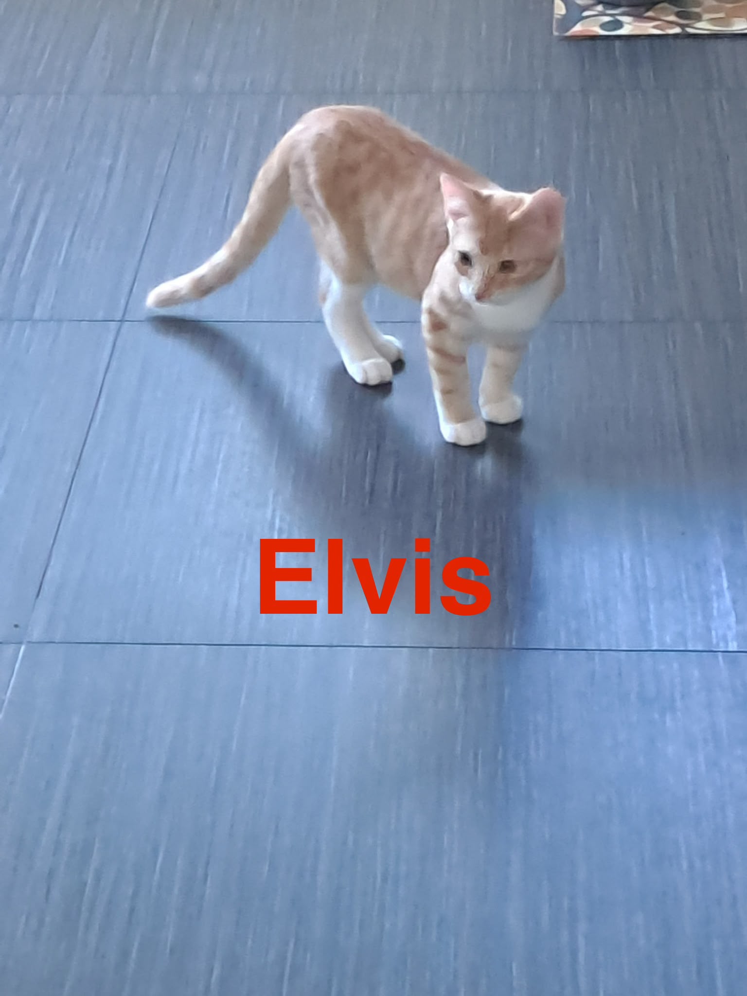 Elvis, Vermittlungskater bei Katzenhilfe Radolfzell