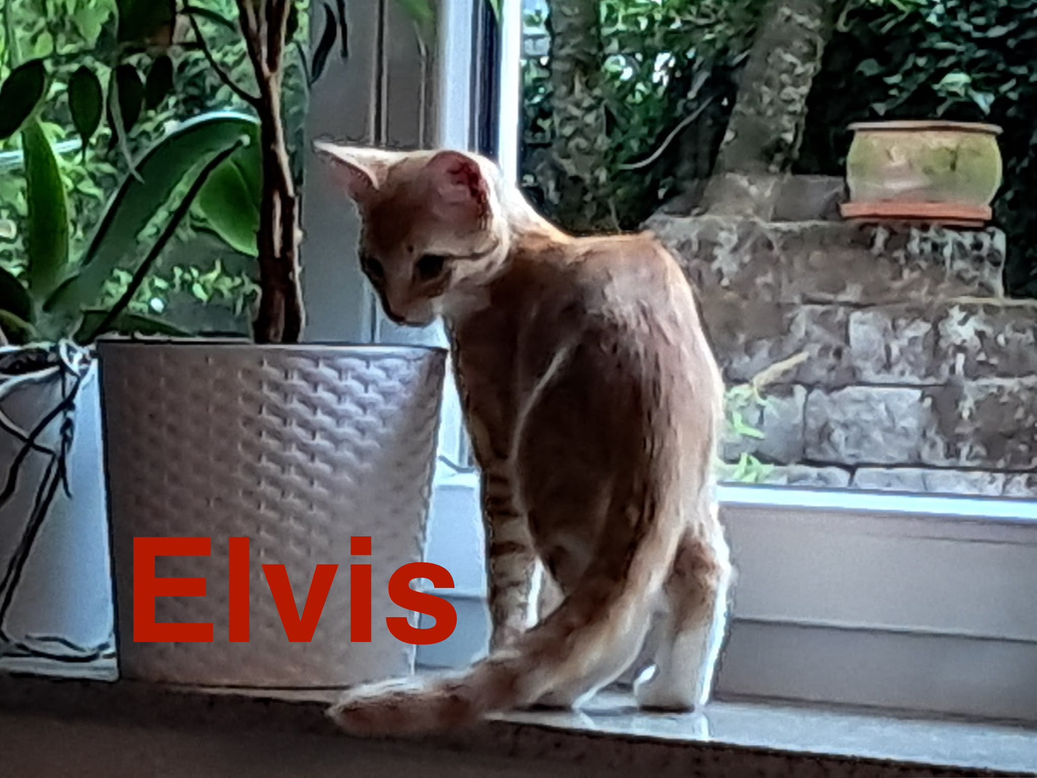 Elvis, Vermittlungskater bei Katzenhilfe Radolfzell