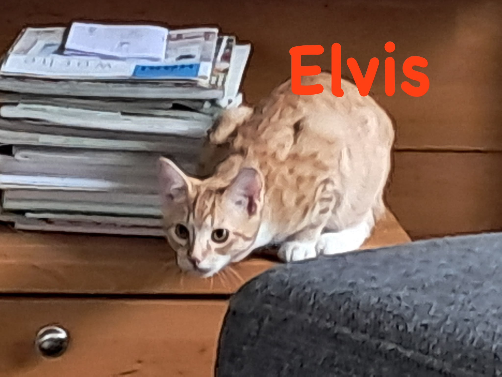 Elvis, Vermittlungskater bei Katzenhilfe Radolfzell