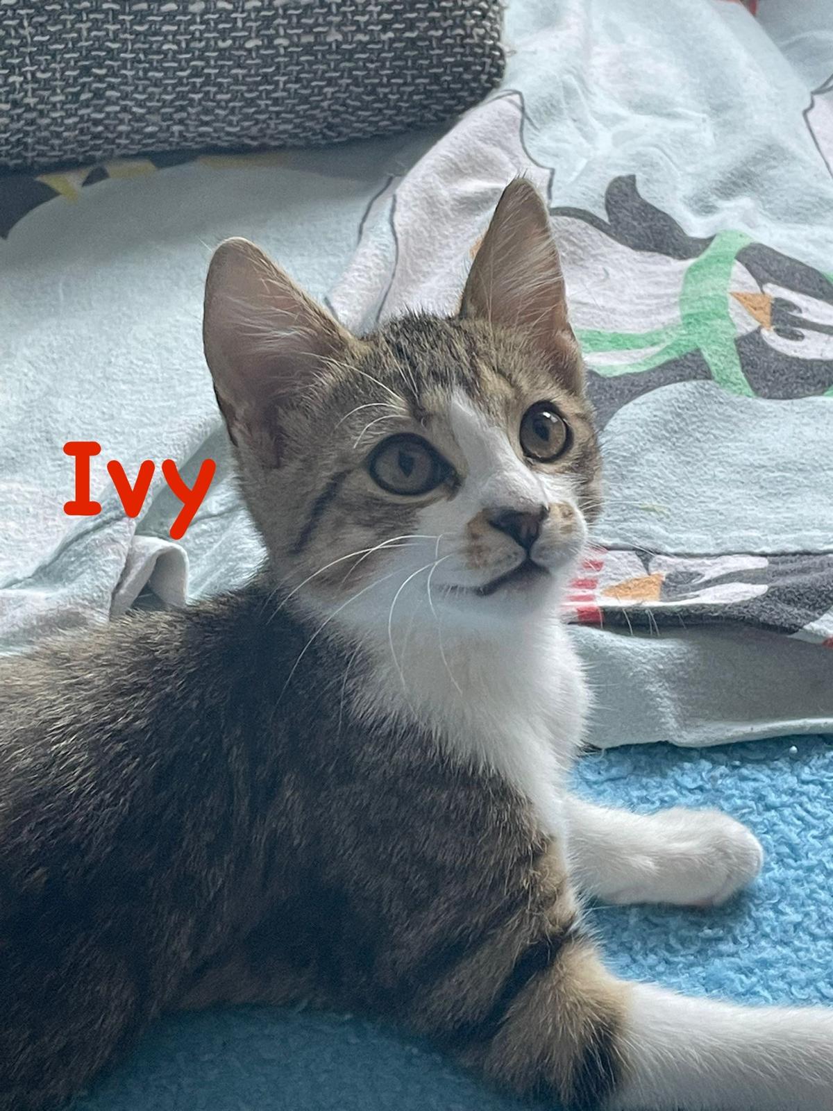 Ivy, Vermittlungskatze bei Katzenhilfe Radolfzell