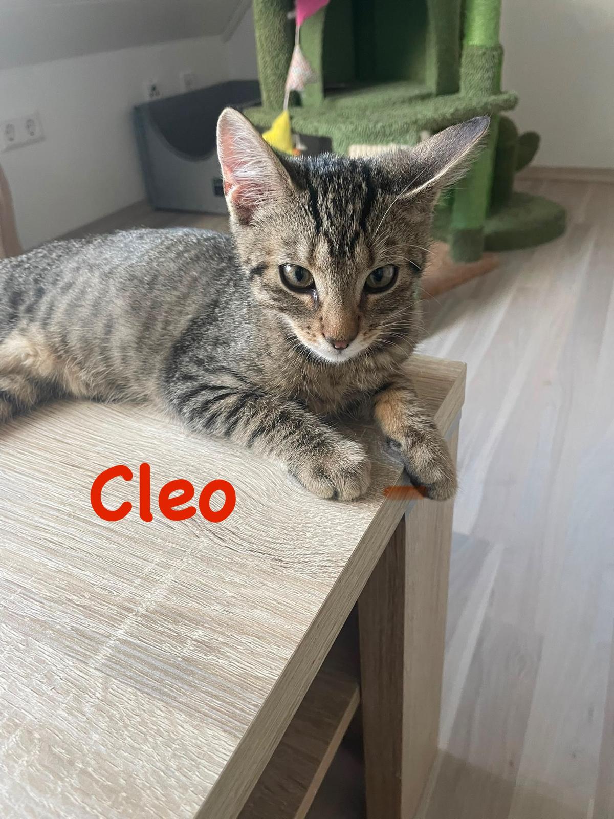 Cleo, Vermittlungskatze bei Katzenhilfe Radolfzell