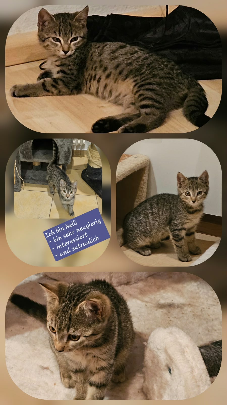 Nelli, Vermittlungskatze bei Katzenhilfe Radolfzell