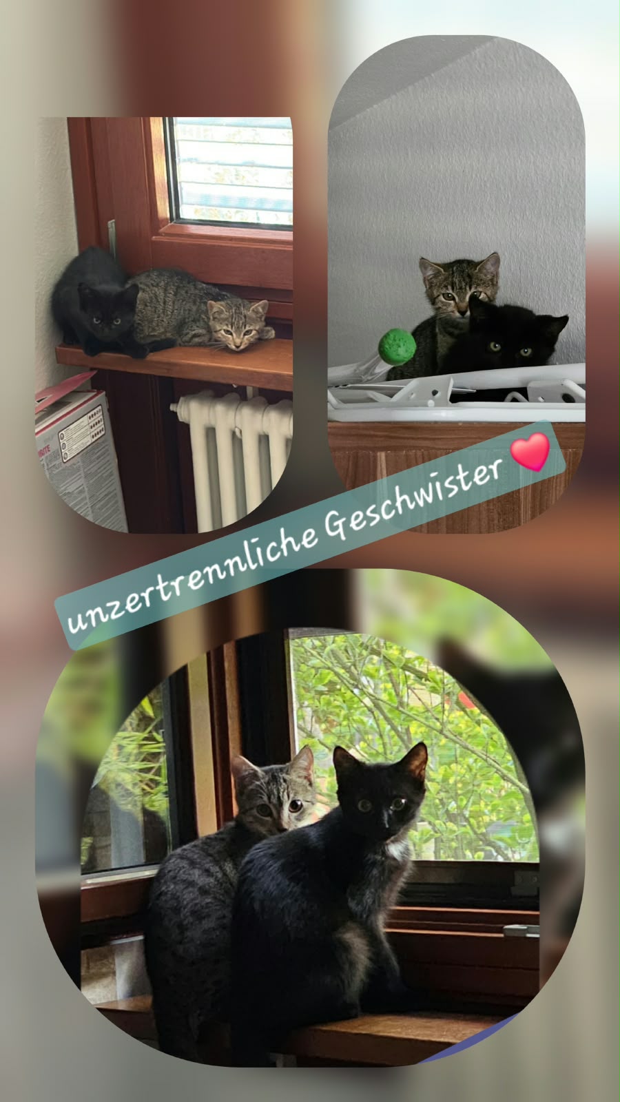 Nelli & Coco, unzertrennliche Geschwister – Vermittlungskatzen bei Katzenhilfe Radolfzell