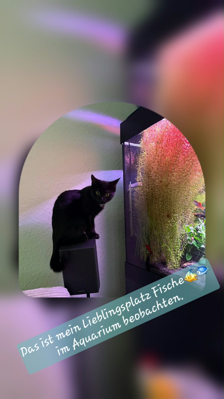 Coco am Aquarium, Vermittlungskatze bei Katzenhilfe Radolfzell