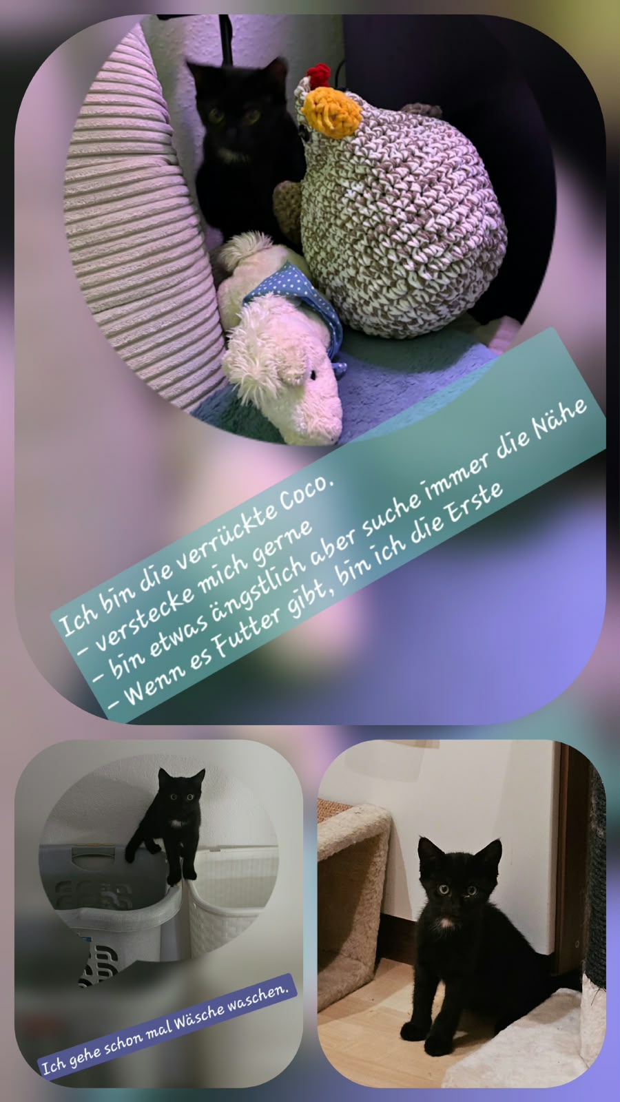 Coco, Vermittlungskatze bei Katzenhilfe Radolfzell