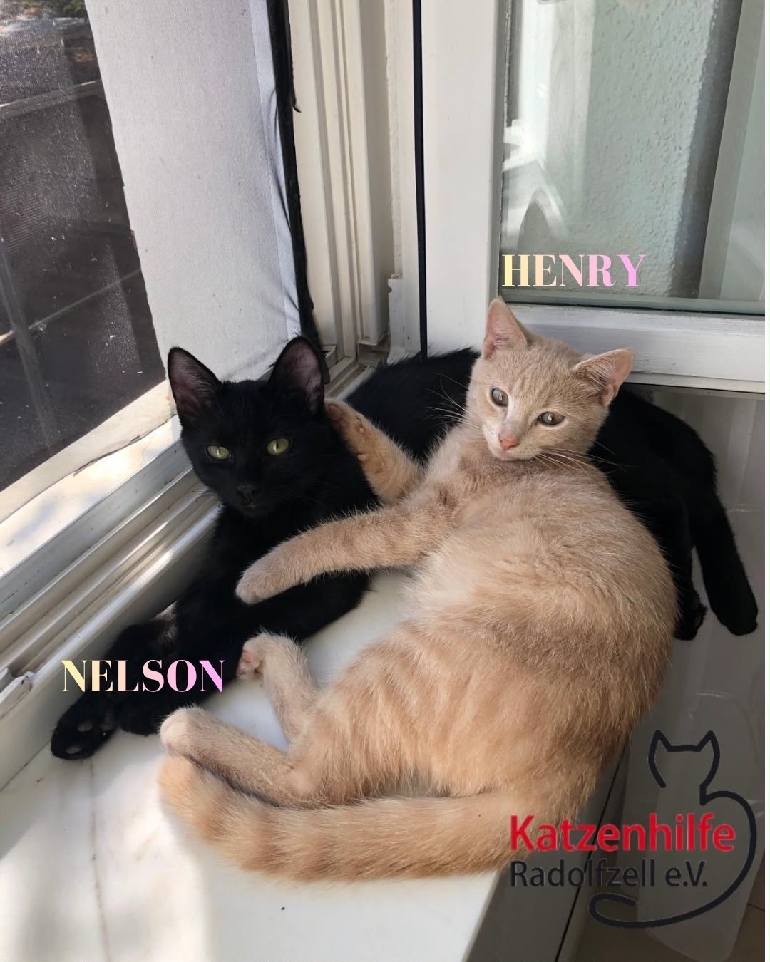 Henry & Nelson, Vermittlungskater bei Katzenhilfe Radolfzell