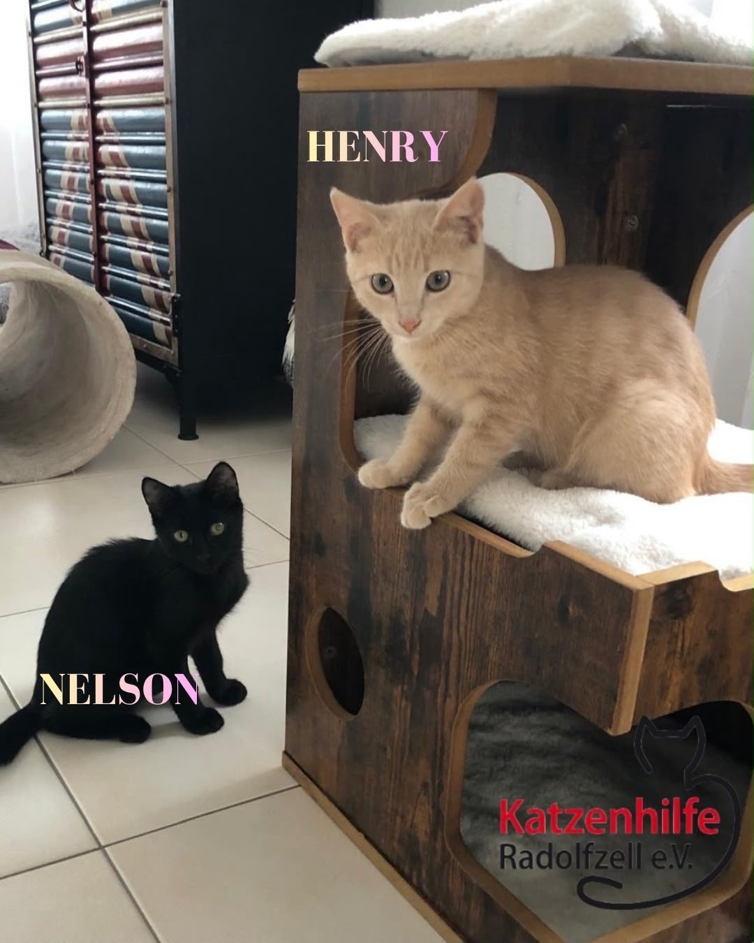 Henry & Nelson, Vermittlungskater bei Katzenhilfe Radolfzell