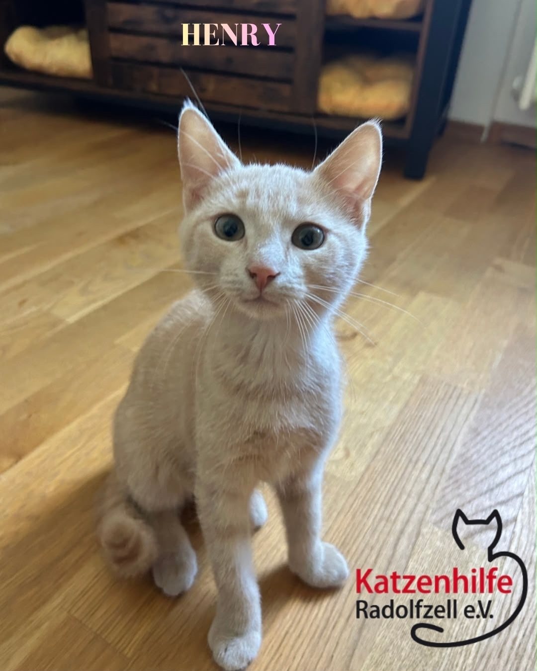 Henry & Nelson, Vermittlungskater bei Katzenhilfe Radolfzell