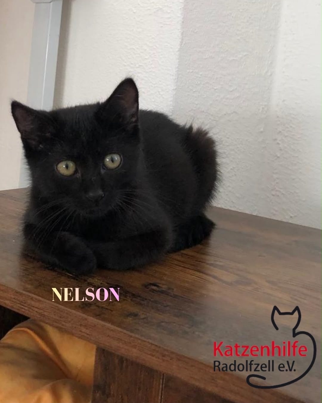 Henry & Nelson, Vermittlungskater bei Katzenhilfe Radolfzell