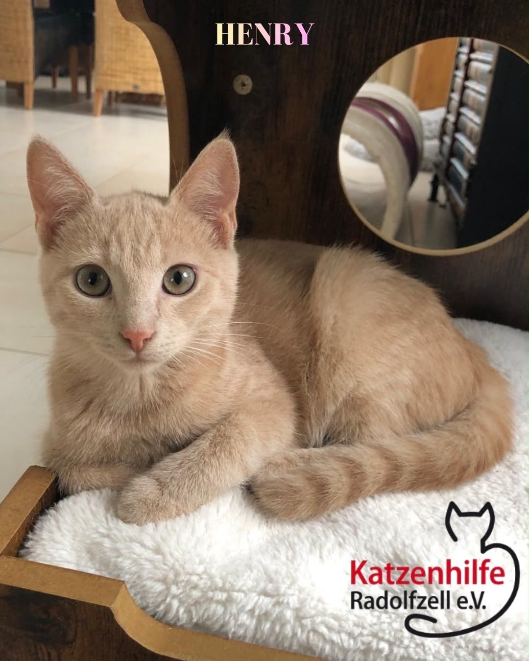 Henry & Nelson, Vermittlungskater bei Katzenhilfe Radolfzell