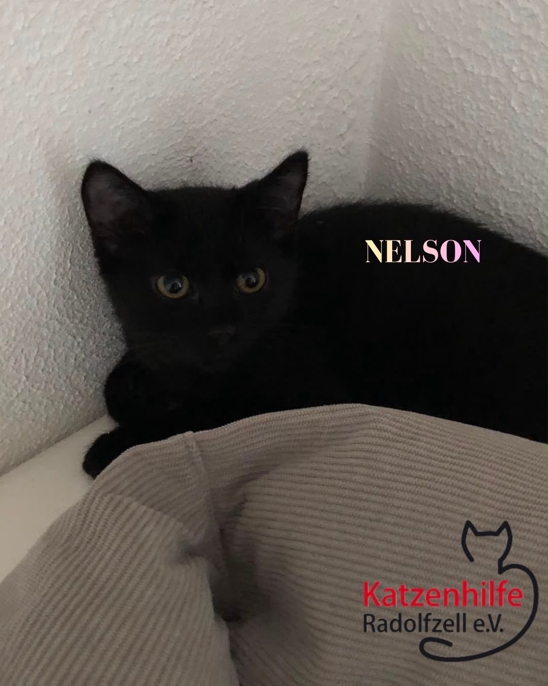 Henry & Nelson, Vermittlungskater bei Katzenhilfe Radolfzell