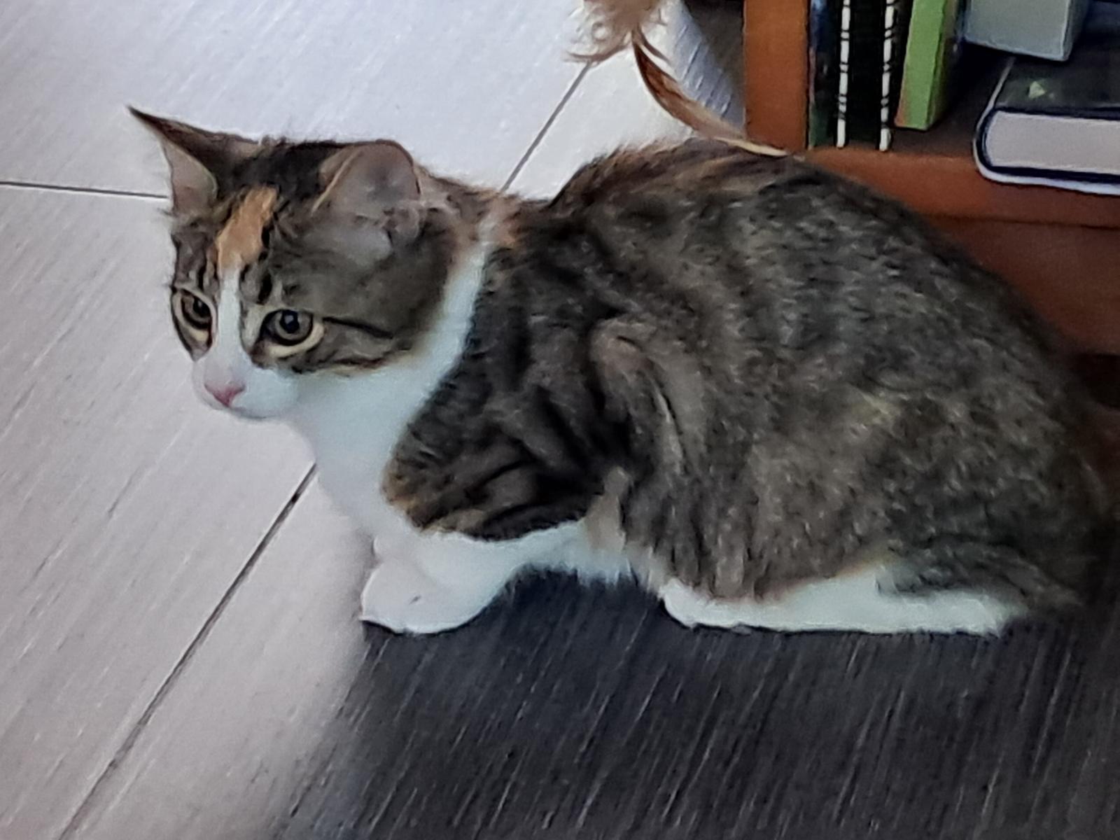 Julchen, Vermittlungskätzin bei Katzenhilfe Radolfzell