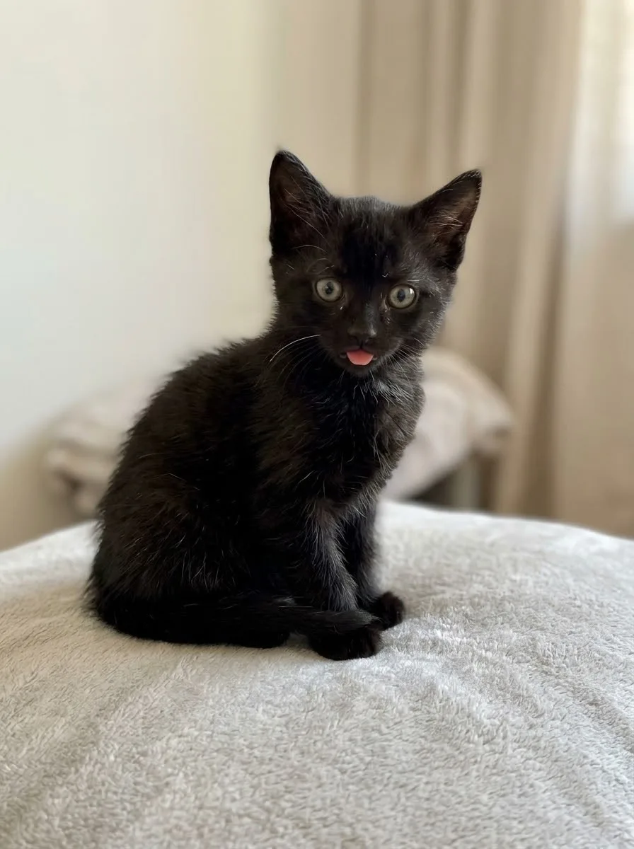 Katzenhilfe Radolfzell e.V. - Katzenrettungsverein - schwarze Kitten zur Vermittlung