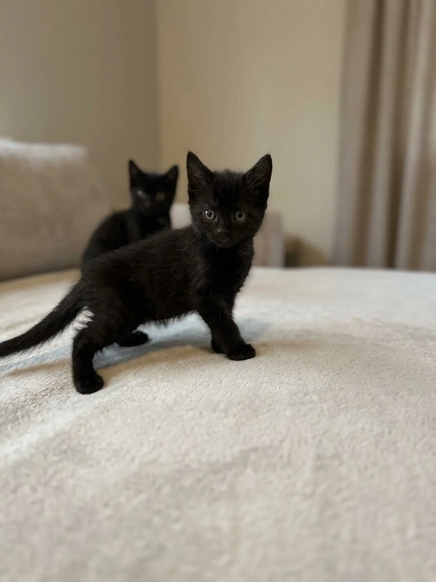 Katzenhilfe Radolfzell e.V. - Katzenrettungsverein - schwarze Kitten zur Vermittlung