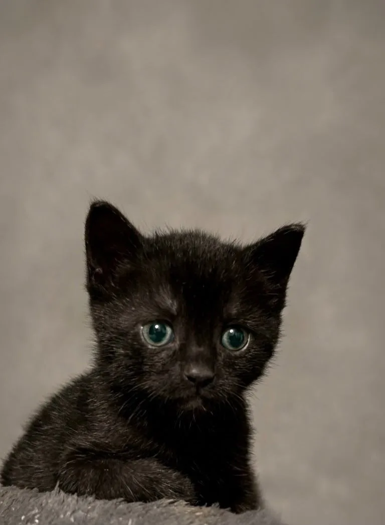Katzenhilfe Radolfzell e.V. - Katzenrettungsverein - schwarze Kitten zur Vermittlung