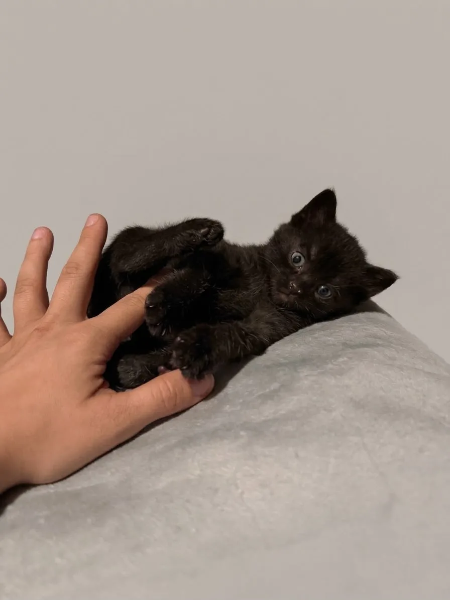Katzenhilfe Radolfzell e.V. - Katzenrettungsverein - schwarze Kitten zur Vermittlung
