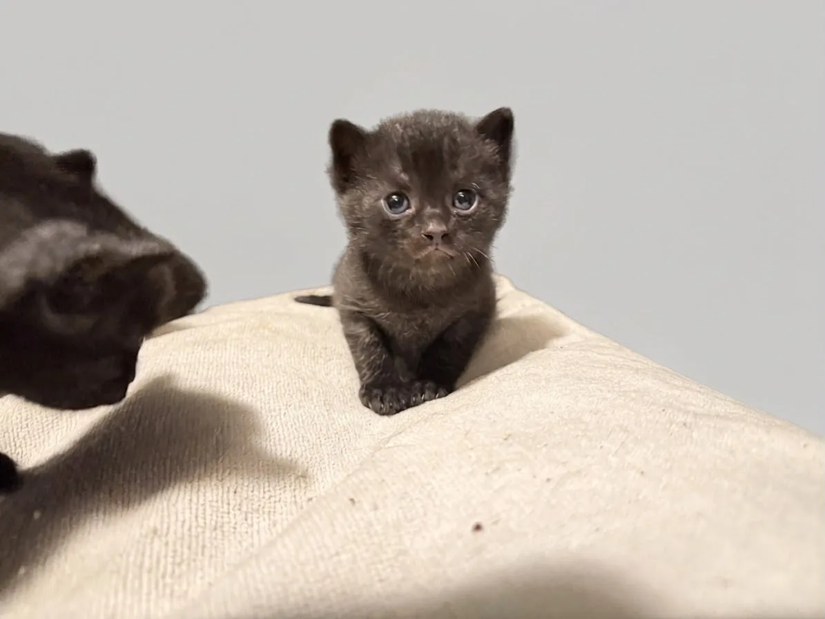 Katzenhilfe Radolfzell e.V. - Katzenrettungsverein - schwarze Kitten zur Vermittlung