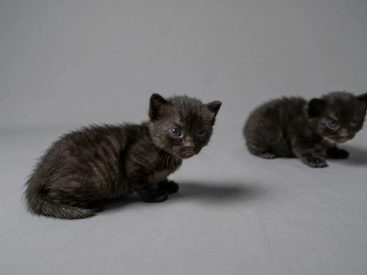 Katzenhilfe Radolfzell e.V. - Katzenrettungsverein - schwarze Kitten zur Vermittlung