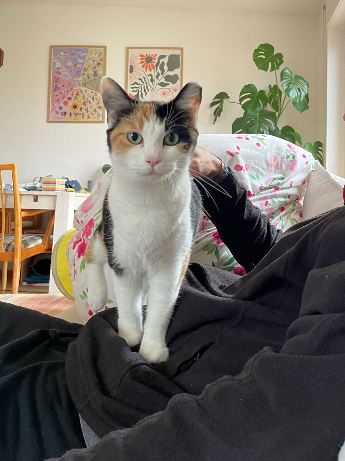 Merle, Vermittlungskatze bei Katzenhilfe Radolfzell