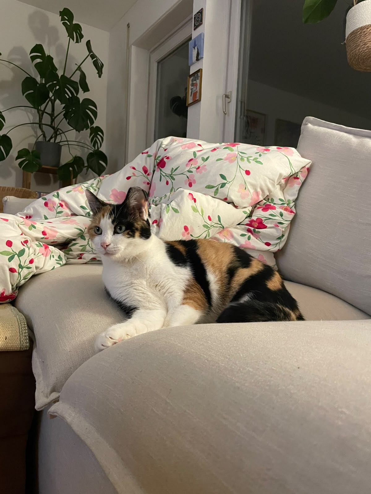 Merle, Vermittlungskatze bei Katzenhilfe Radolfzell