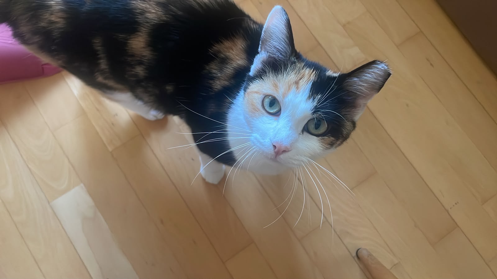 Merle, Vermittlungskatze bei Katzenhilfe Radolfzell