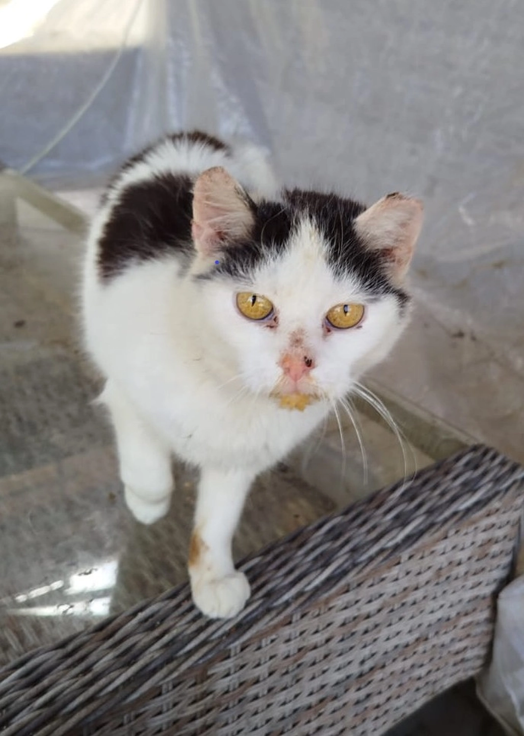 Katzenhilfe Radolfzell e.V. - Katzenrettungsverein - Katzen