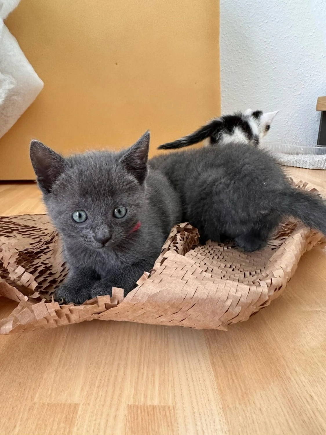 Katzenhilfe Radolfzell e.V. - Katzenrettungsverein - Katzen