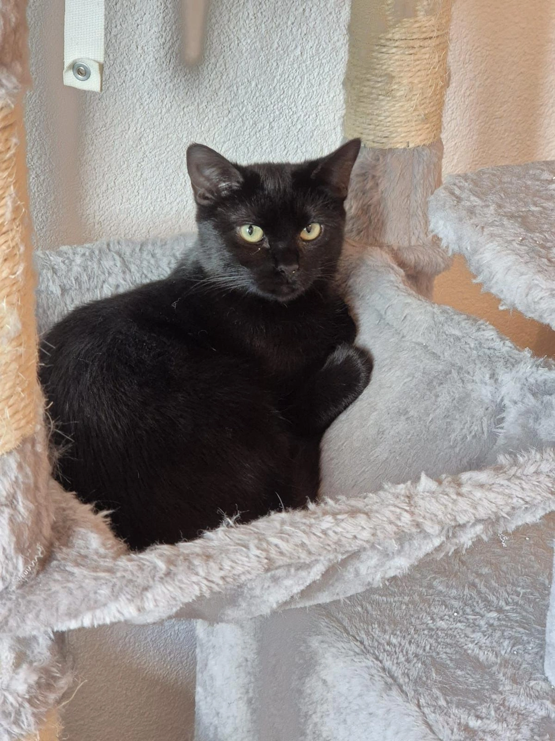 Katzenhilfe Radolfzell e.V. - Katzenrettungsverein - Katzen