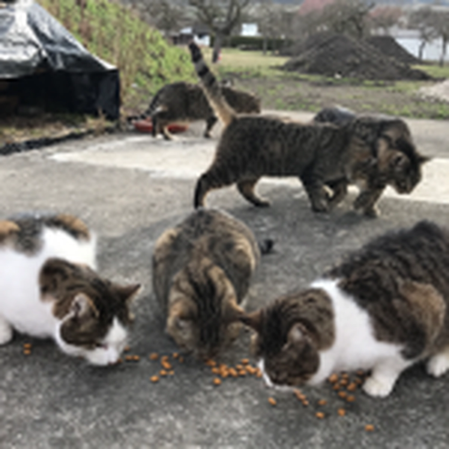 Katzenhilfe Radolfzell e.V. - Katzenrettungsverein - Katzen