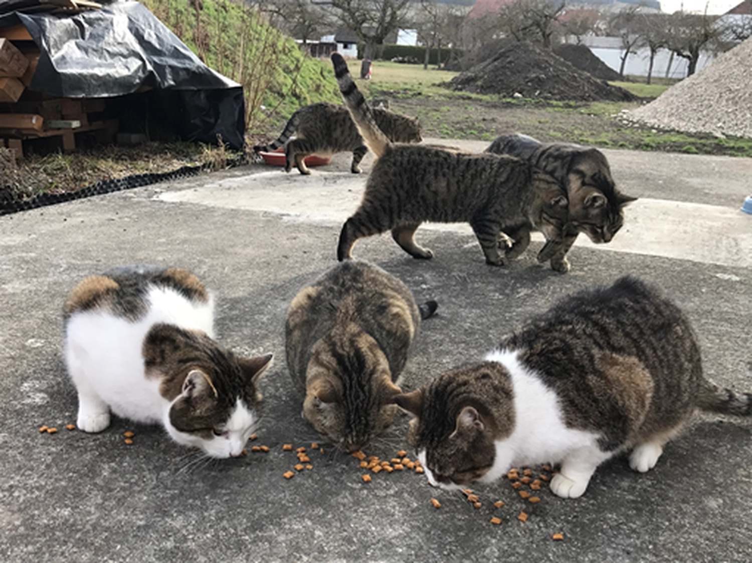 Katzenhilfe Radolfzell e.V. - Katzenrettungsverein - Katzen