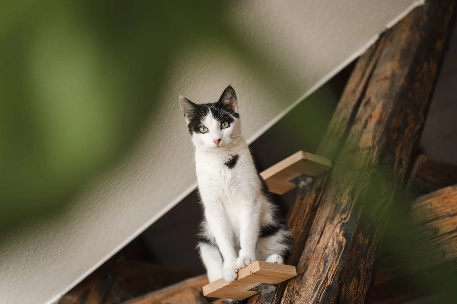 Katzenhilfe Radolfzell e.V. - Katzenrettungsverein - Katzen
