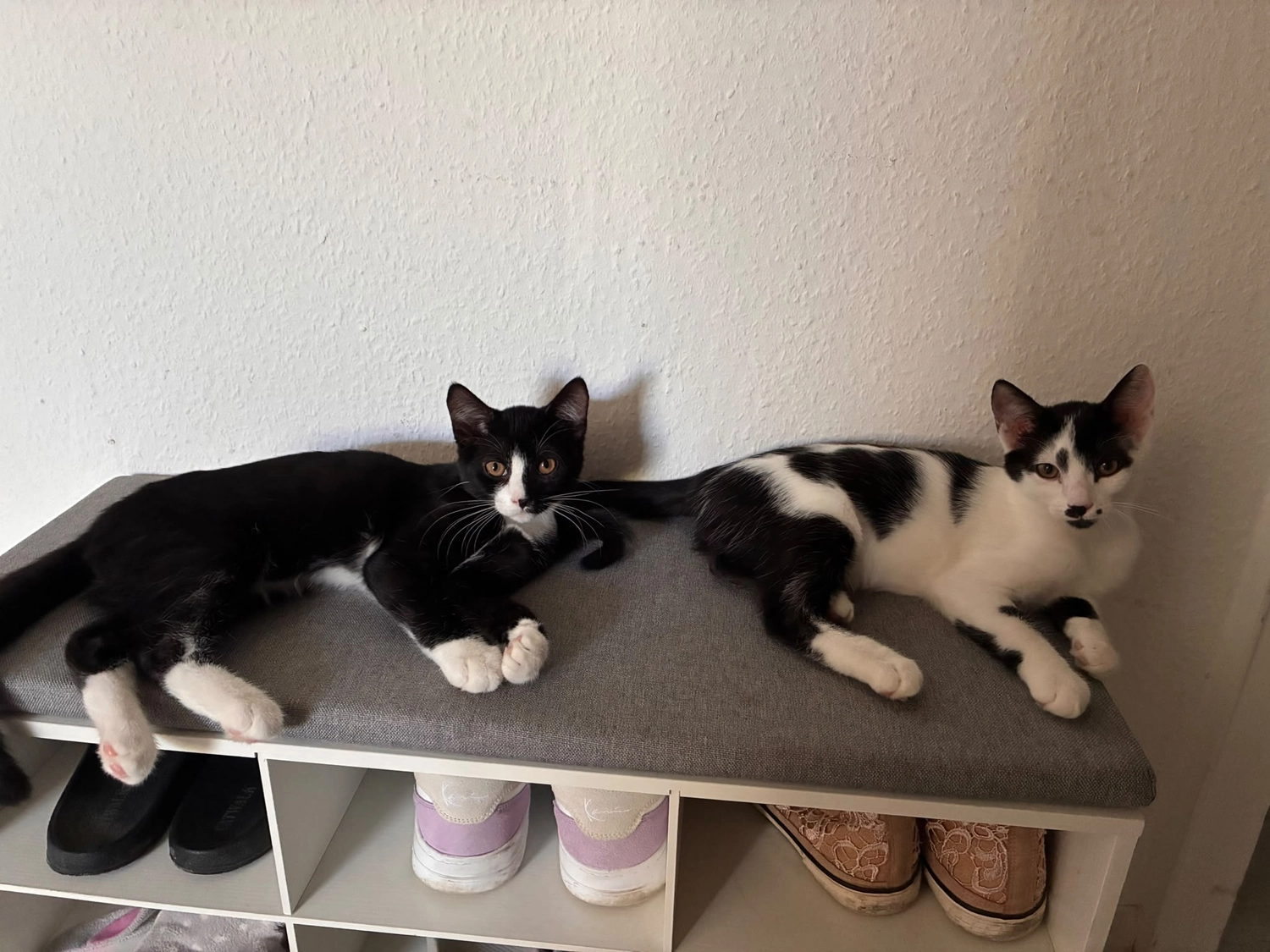 Katzenhilfe Radolfzell e.V. - Katzenrettungsverein - Katzen