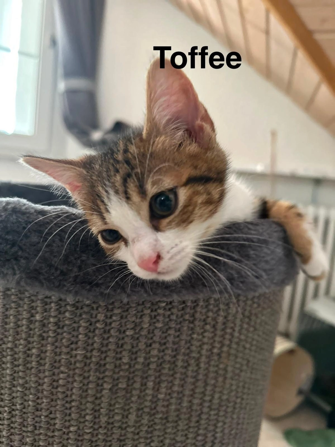 Katzenhilfe Radolfzell e.V. - Katzenrettungsverein - Katzen
