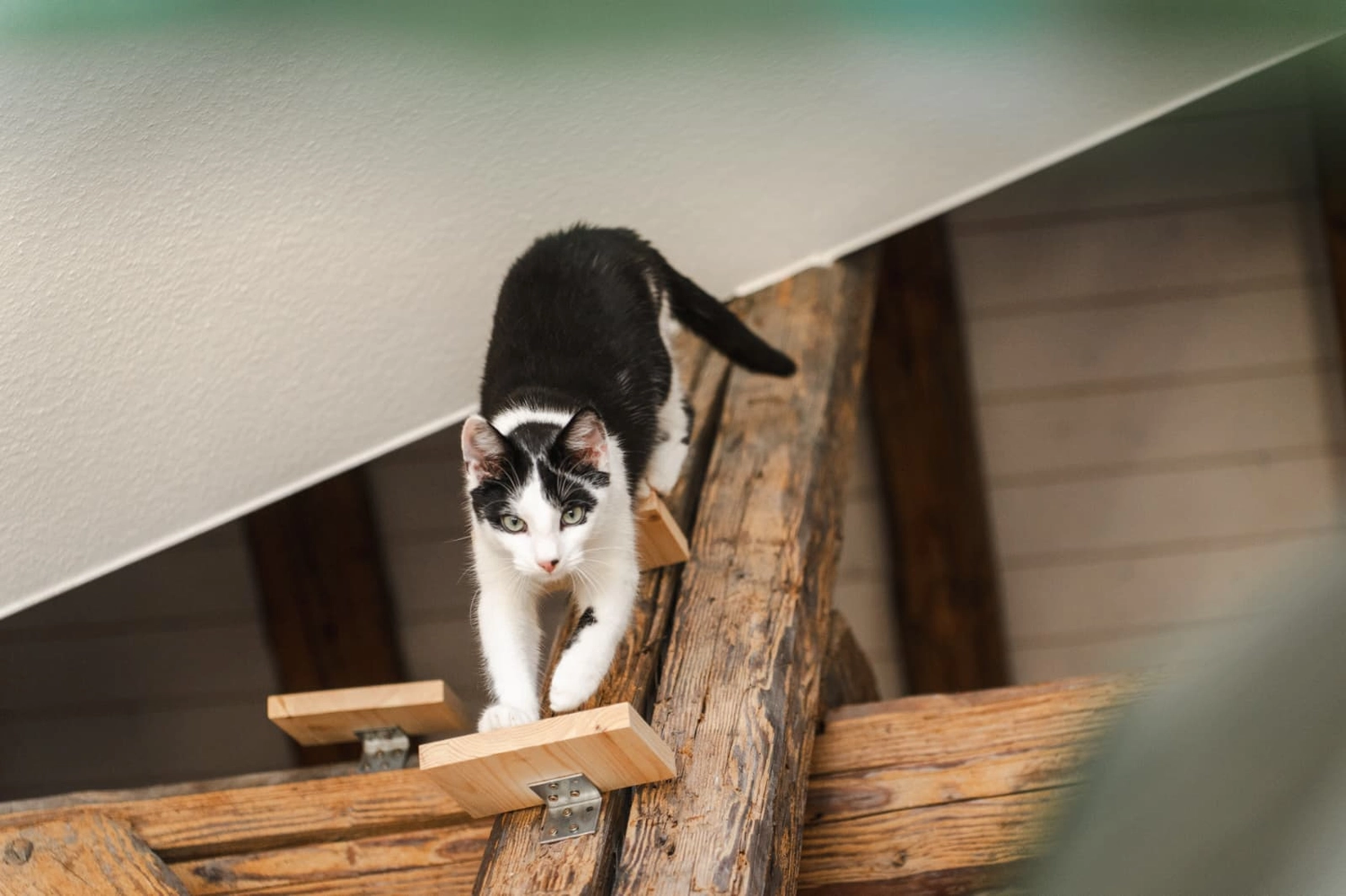 Katzenhilfe Radolfzell e.V. - Katzenrettungsverein - Katzen