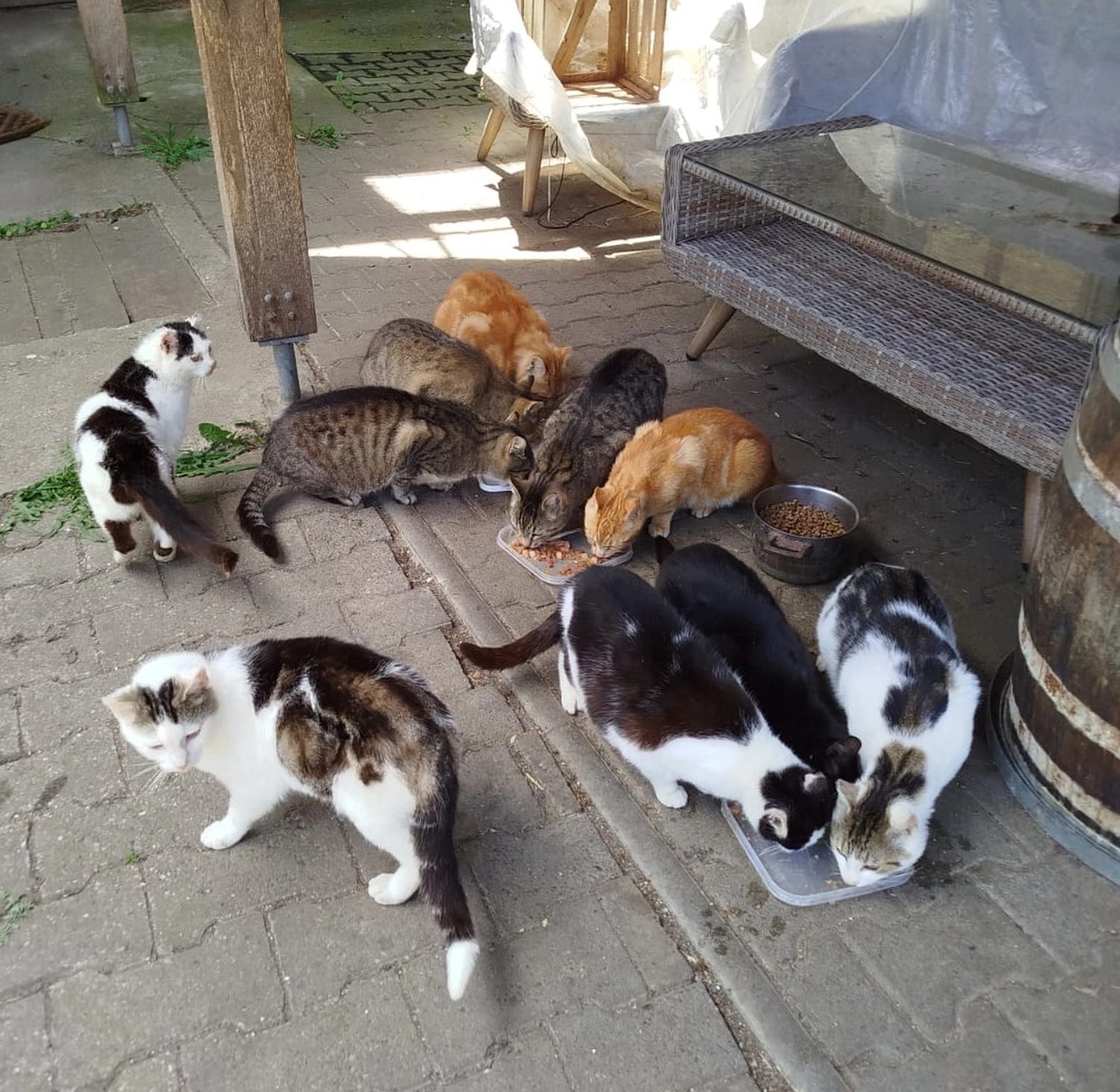 Katzenhilfe Radolfzell e.V. - Katzenrettungsverein - Katzen