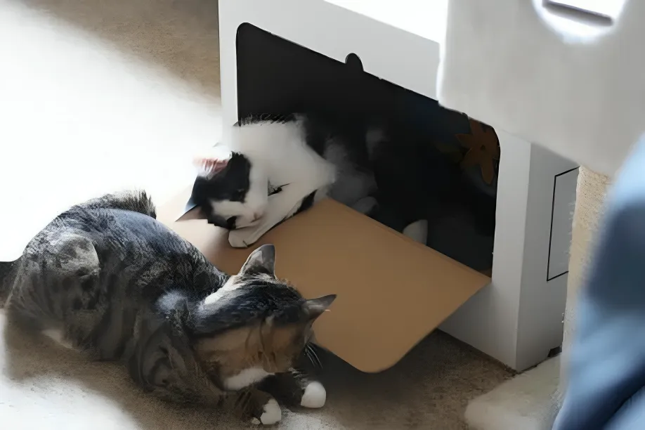 Katzenhilfe Radolfzell e.V. - Katzenrettungsverein - Katzen