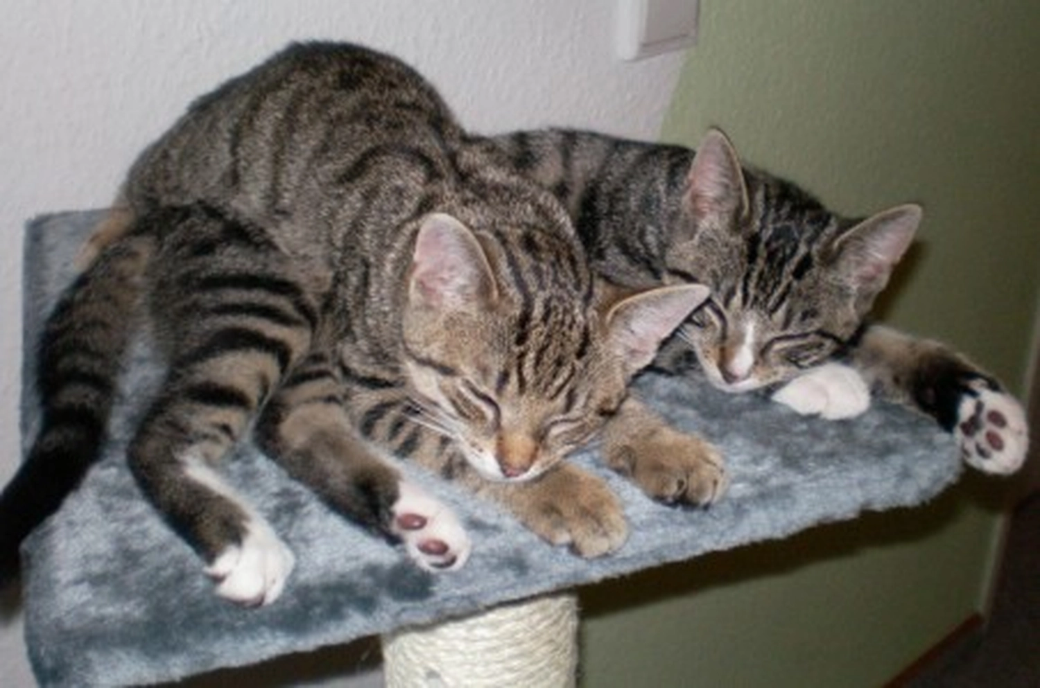 Katzenhilfe Radolfzell e.V. - Katzenrettungsverein - Katzen
