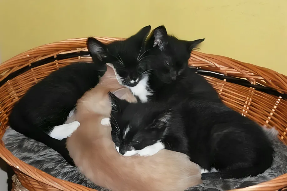 Katzenhilfe Radolfzell e.V. - Katzenrettungsverein - Katzen