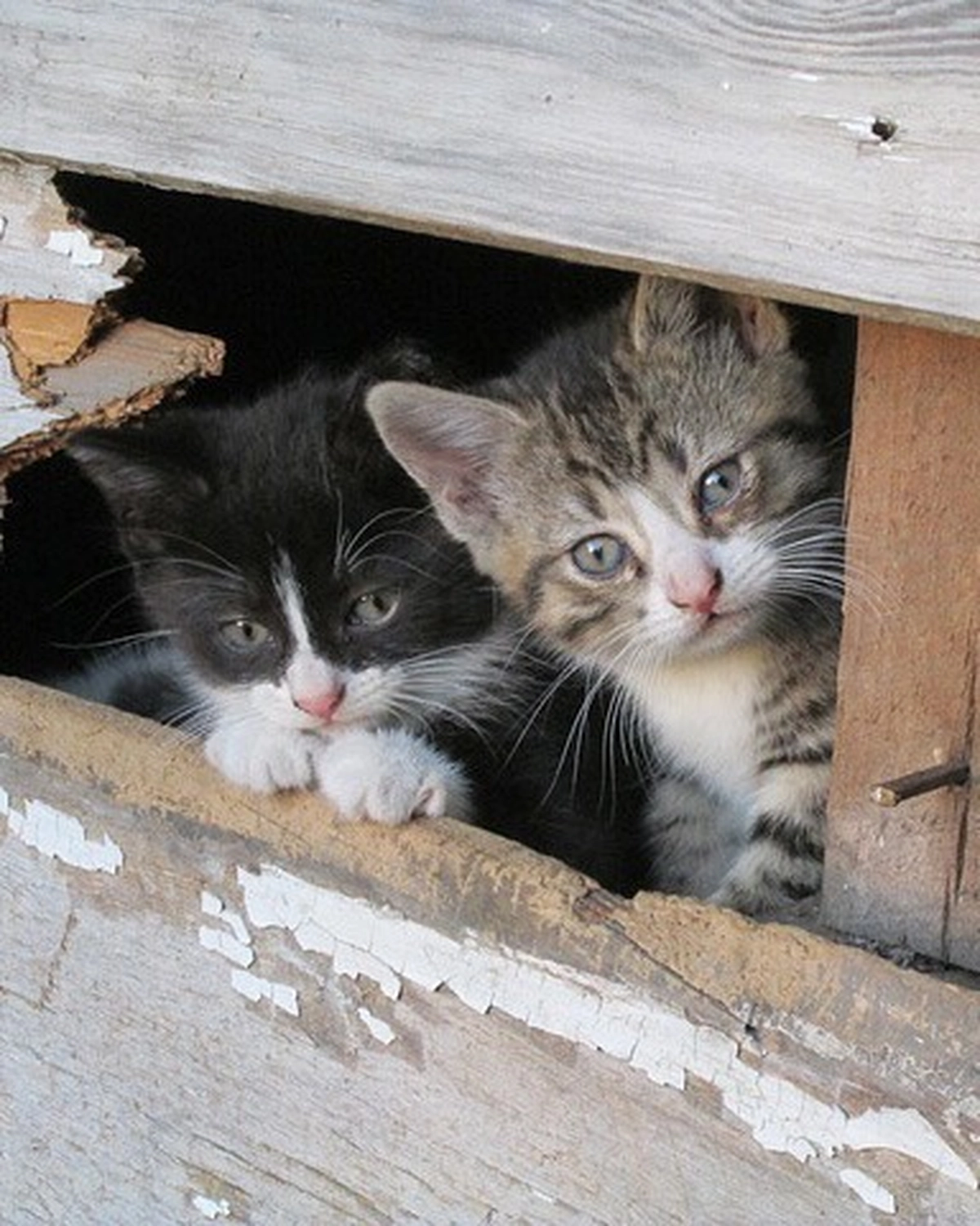 Katzenhilfe Radolfzell e.V. - Katzenrettungsverein - Katzen