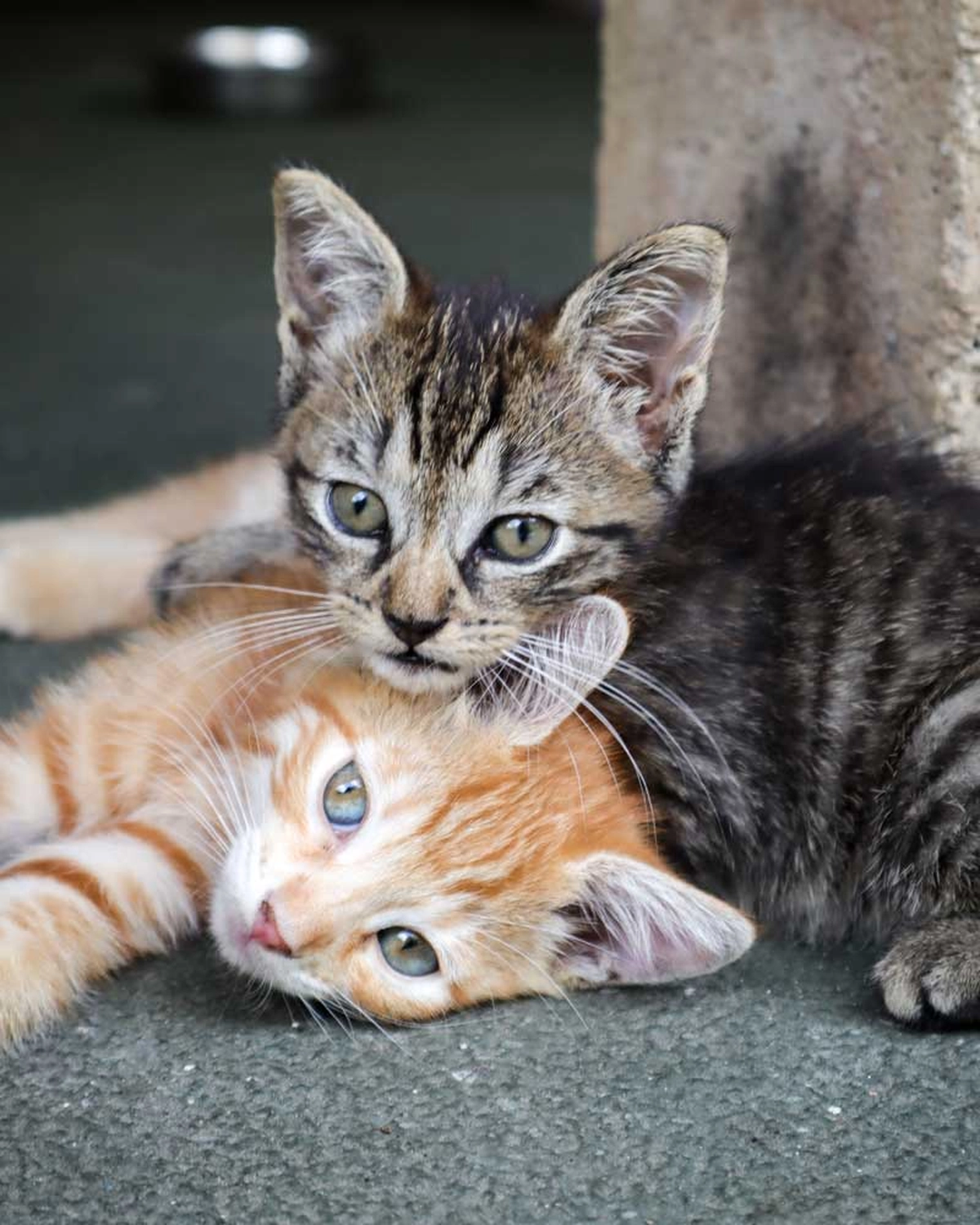 Katzenhilfe Radolfzell e.V. - Katzenrettungsverein - Katzen