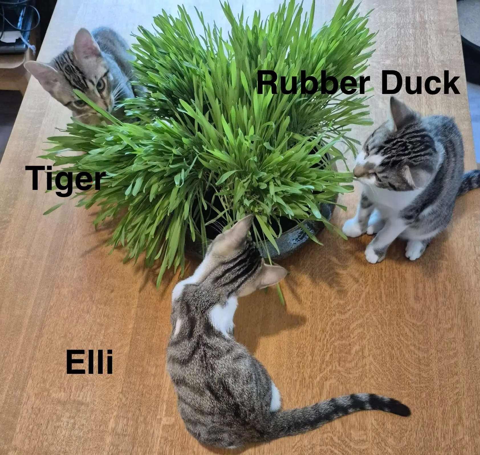 Katzenhilfe Radolfzell e.V. - Katzenrettungsverein - Rubber Duck, Tiger und Elli