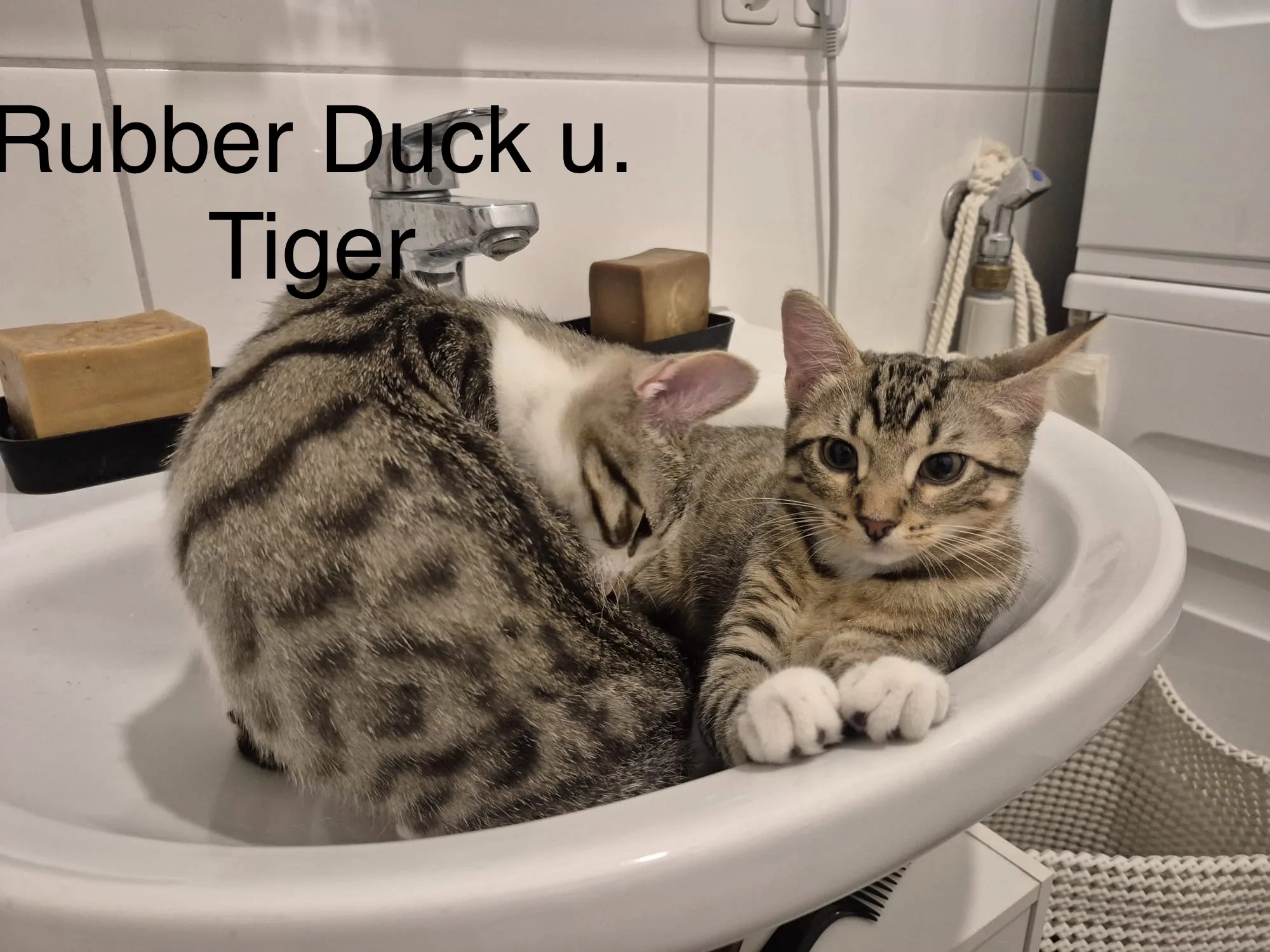 Katzenhilfe Radolfzell e.V. - Katzenrettungsverein - Rubber Duck und Tiger
